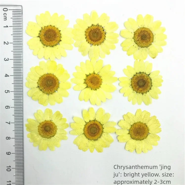 100 stuks geverfde chrysanten  - Dried Flower Bookmark recensie en prijs
