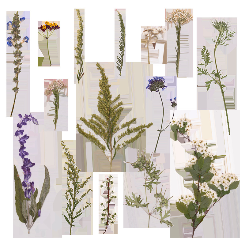 500 stuks groot pakket geperst - Dried Flower Bookmark recensie en prijs